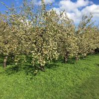 Orchard blossom 2024